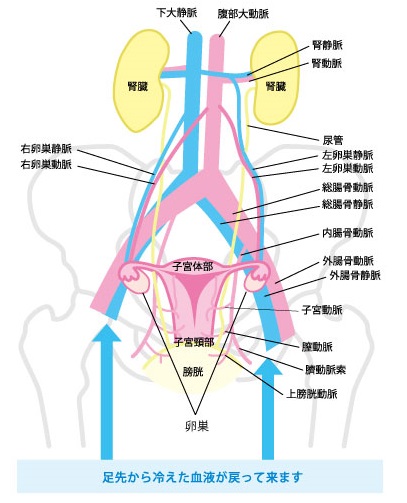 冷えは女性の大敵と言われる理由 ながいきや本舗公式オンラインショップ 冷えは女性の大敵と言われる理由 ながいきや本舗公式オンラインショップ